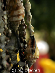 Strung Shell - Canon A640 by Ng Steven 